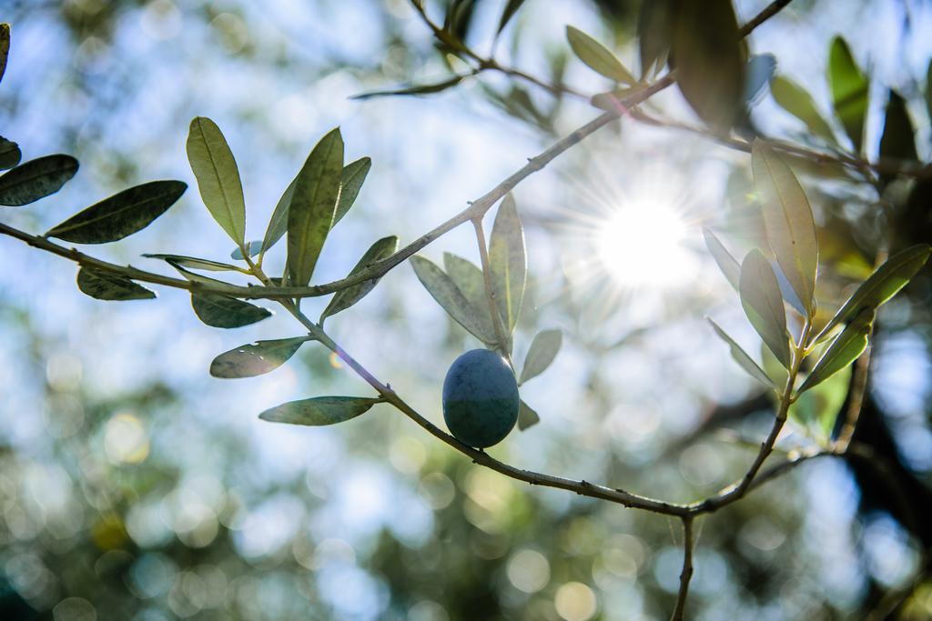 Acasamia Resort San Cipriano Picentino ภายนอก รูปภาพ